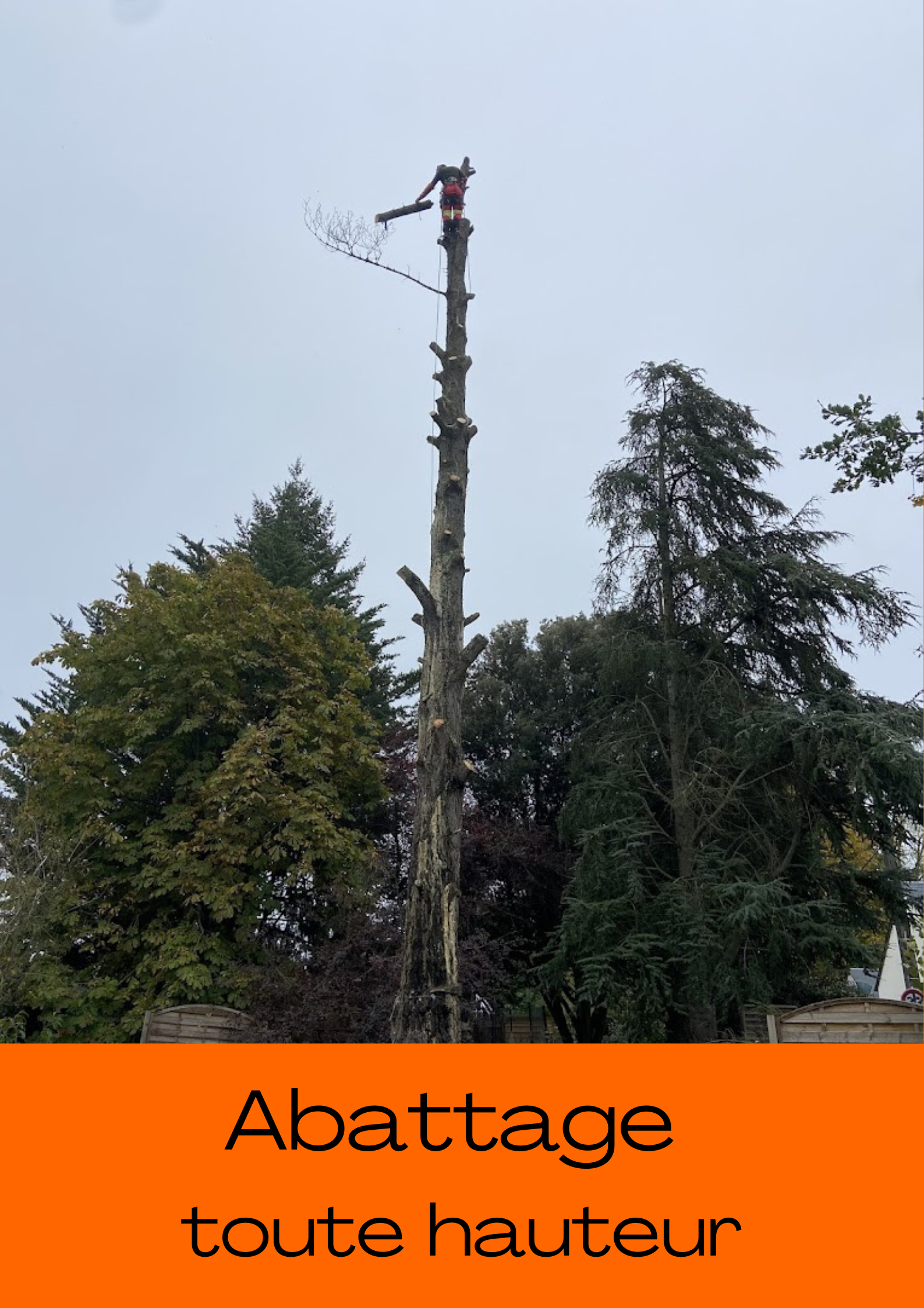 abattage d 'un arbre sur Tours